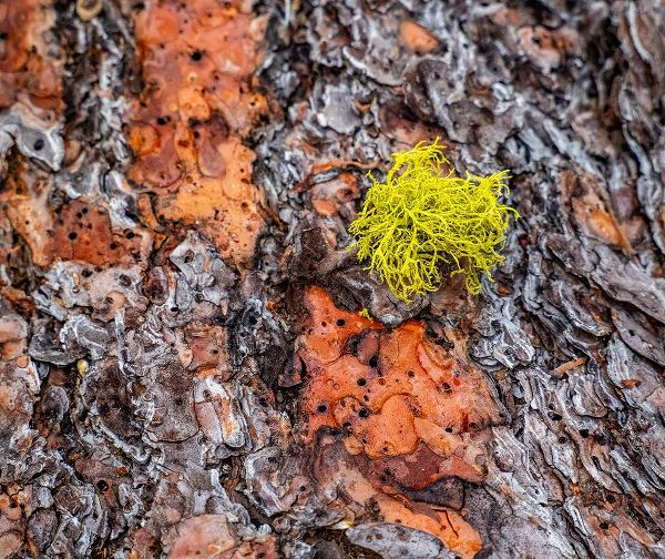 Gulin, Sylvia 아티스트의 USA-Washington State-Table Mountain eastern Cascade Mountains Ponderosa Pine Bark작품입니다.